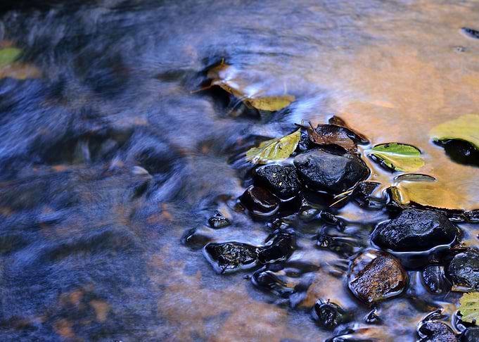 Forest River Scene