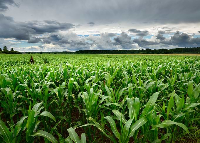 Corn Field CloseUp Against