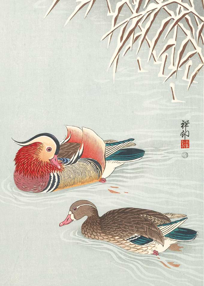 Mandarin ducks