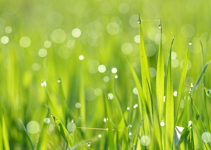 Fresh Green Grass With Wat