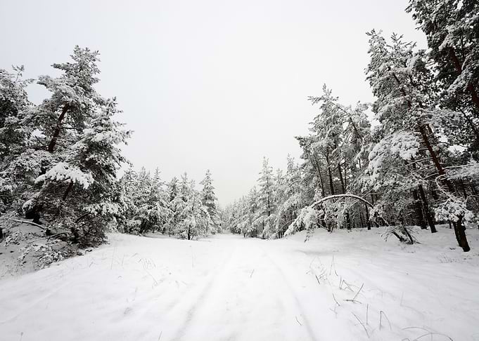 Winter Scene Road And Fore