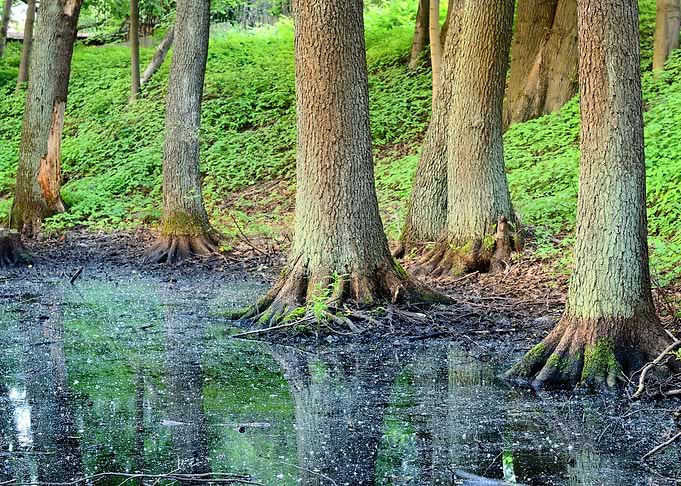 Forest Swamp Scene