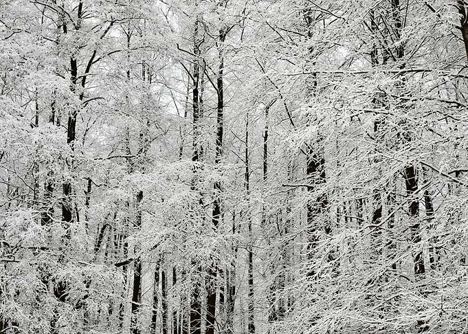 Winter Scene With HoarFros