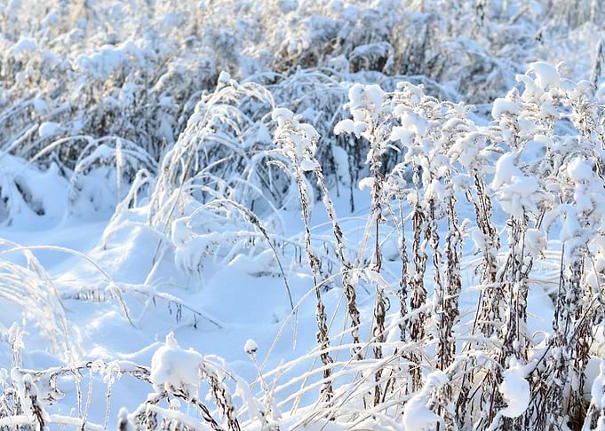 HoarFrost On Plants In Win