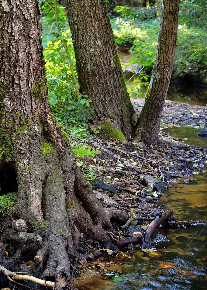 Forest River Scene