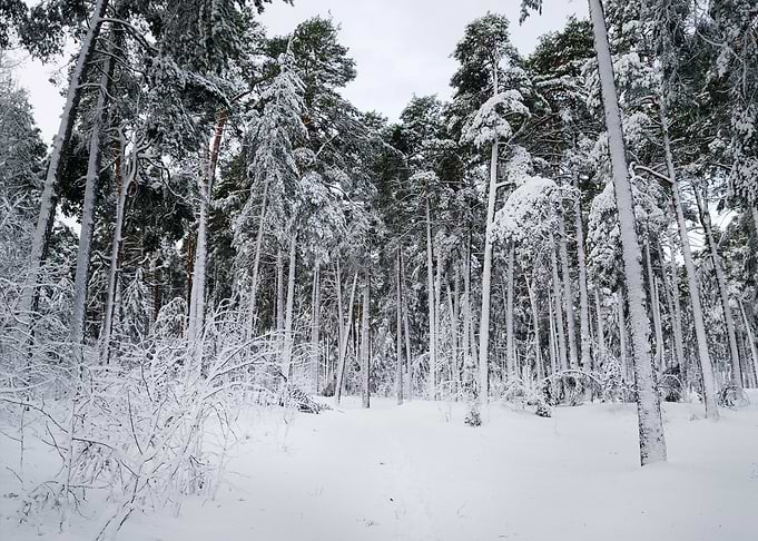 Winter Wonderland In Snow