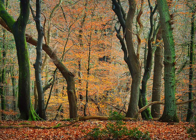 Autumn Forest In The Nethe
