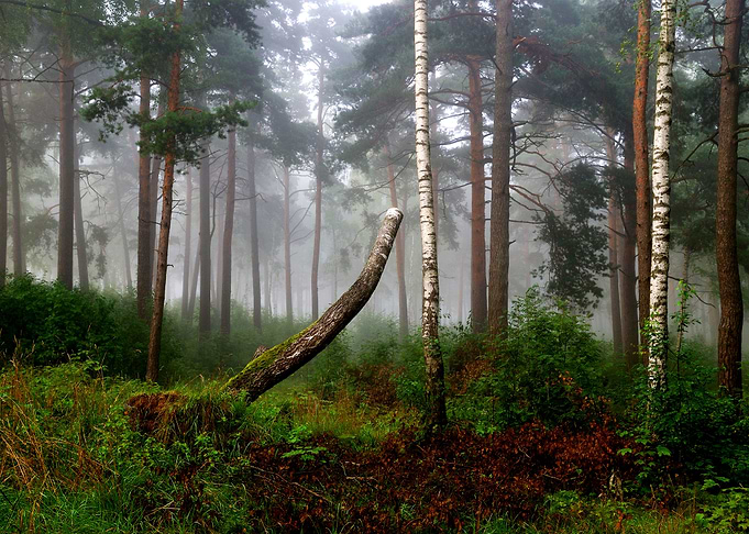 A North Forest In Fog Latv