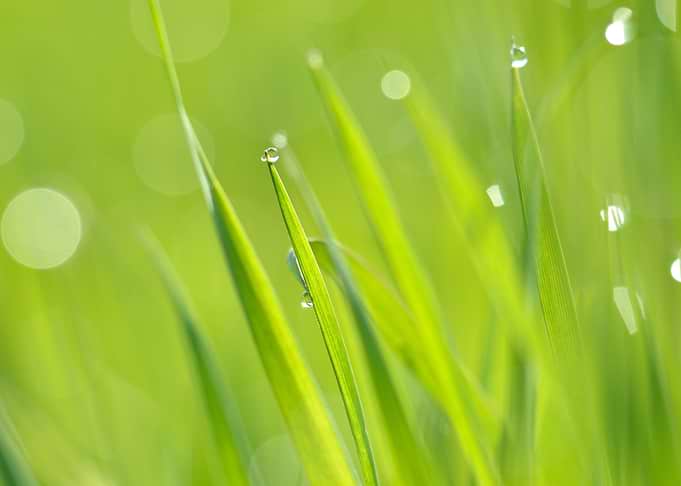 Fresh Green Grass With Wat