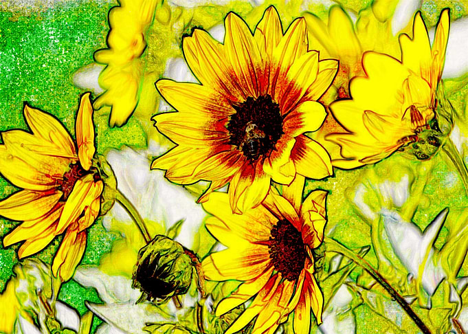 Tournesol