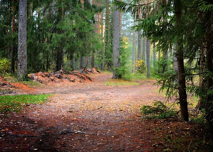 Dark Pine Forest Scene