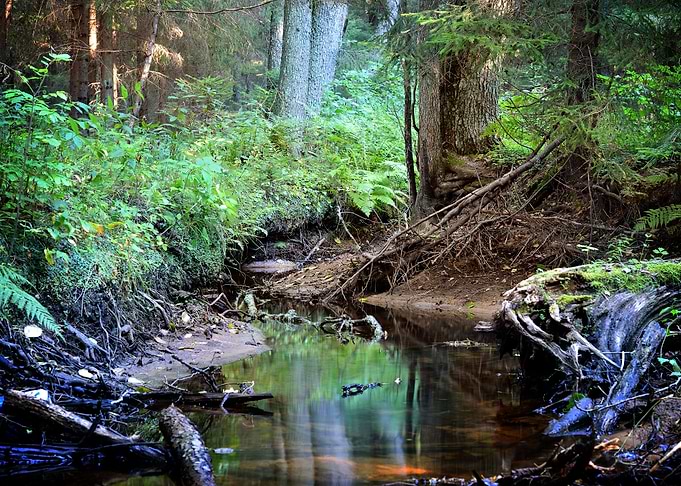 Forest River Scene