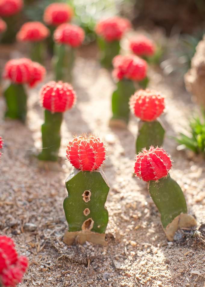 Colorful Gymnocalycium Cac