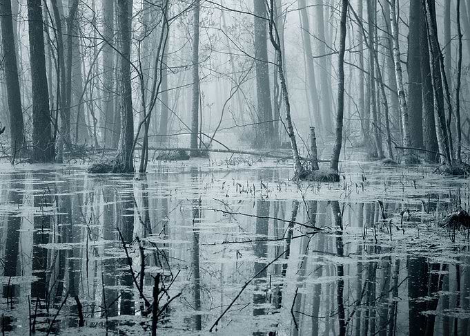 Swamp In Fog At The Sunris