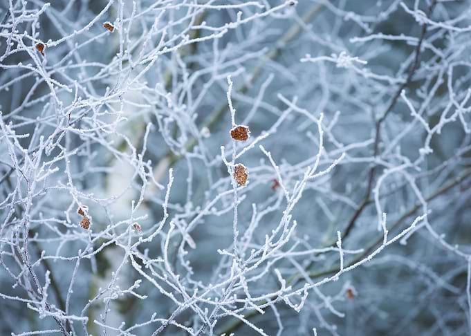 Frosted Tree Branches