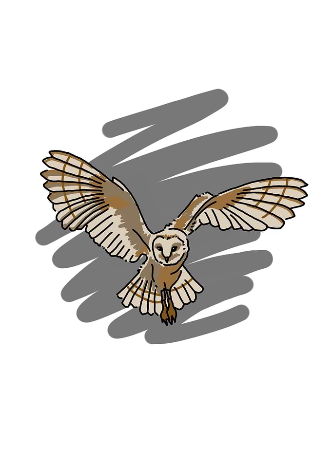 Owl Bird