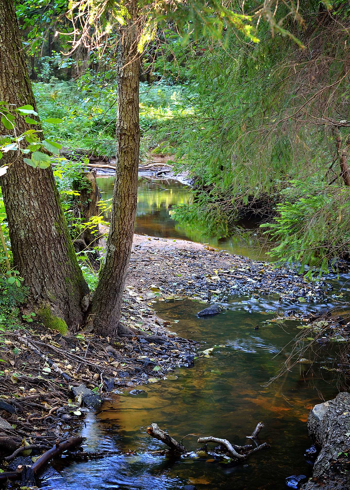 Forest River Scene