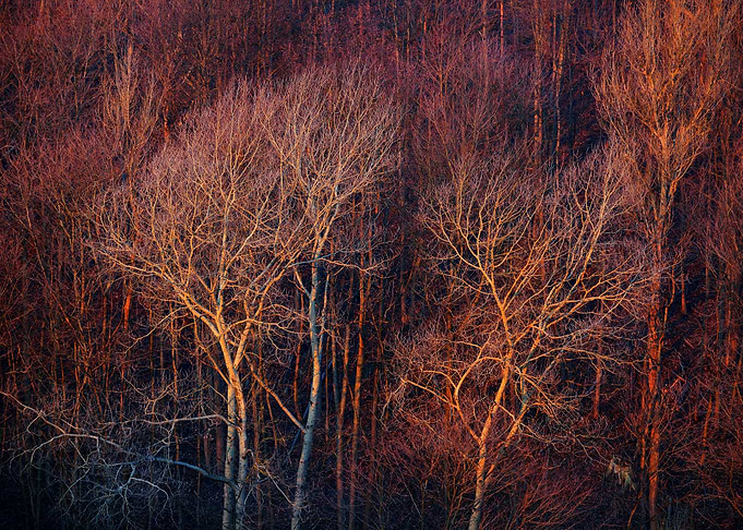 Forest Areal View At The S
