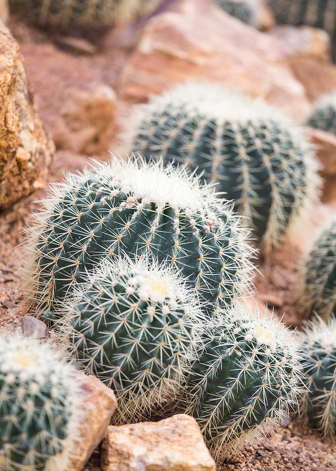Cactus In Garden