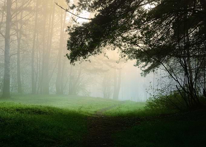 Fog In The Forest