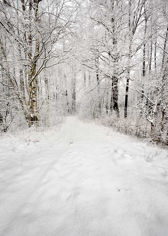 Winter Scene Road And Fore