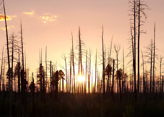 Forest on Fire