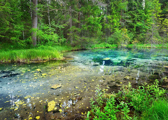 Forest Spring At The Begin