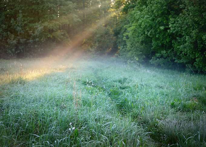 Morning Sunbeams In Fog In