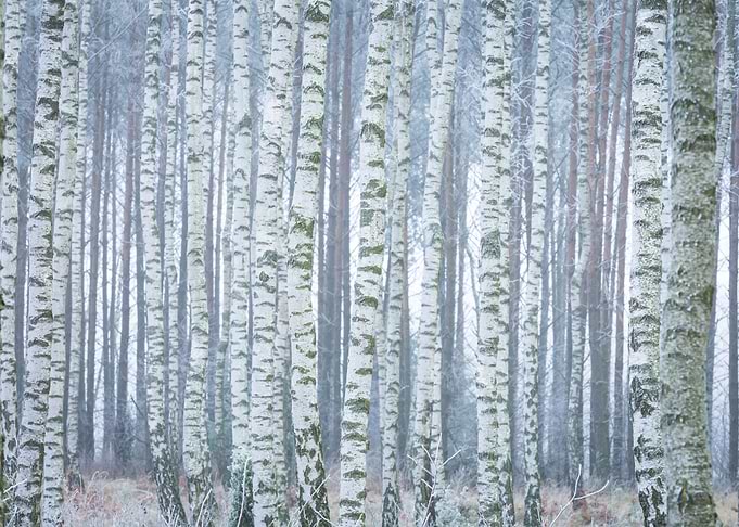 Frozen Birch Forest