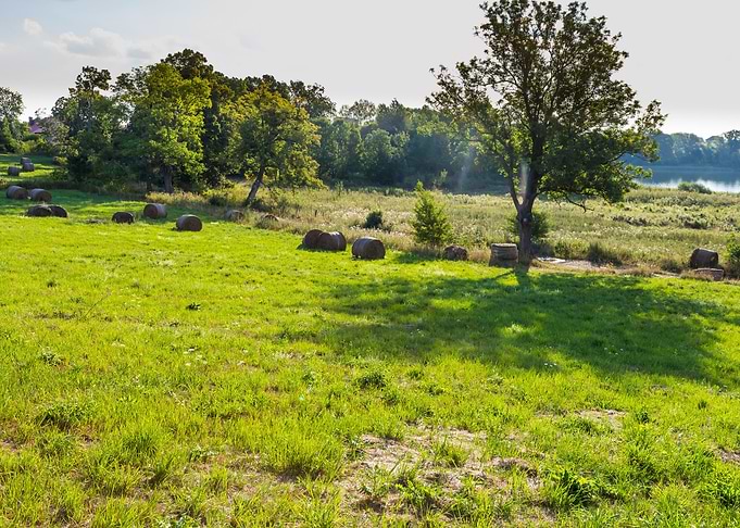 Summer Meadow Landscape