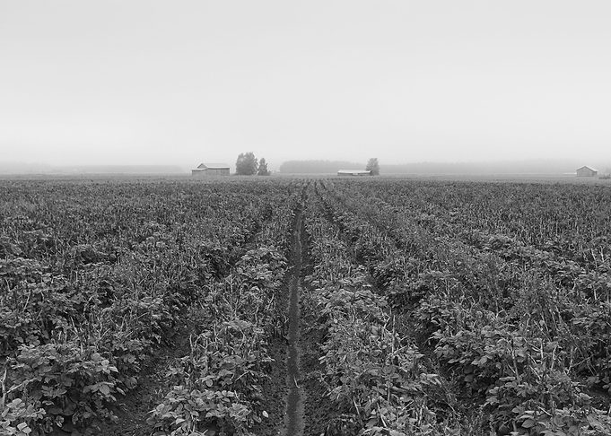 Mist and the potato fields