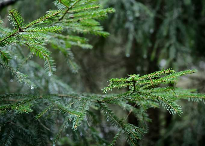 Pine Tree CloseUp