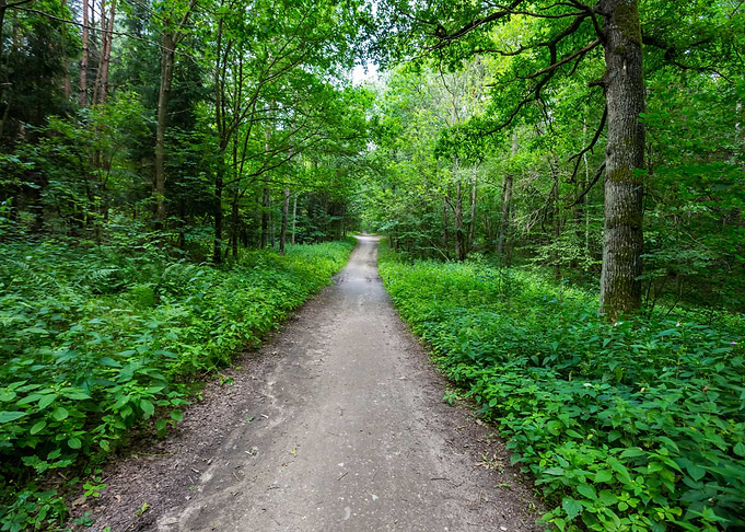 Green Forest