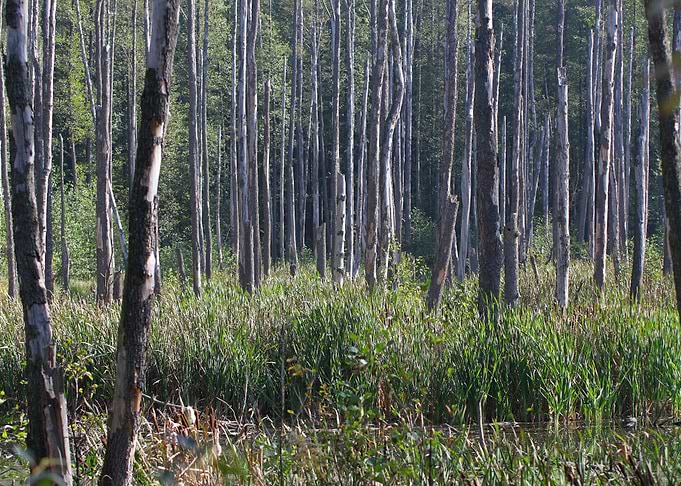Dead Trees