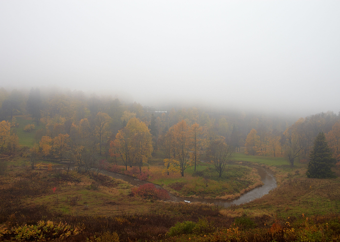 The Fog Is Coming On Fores