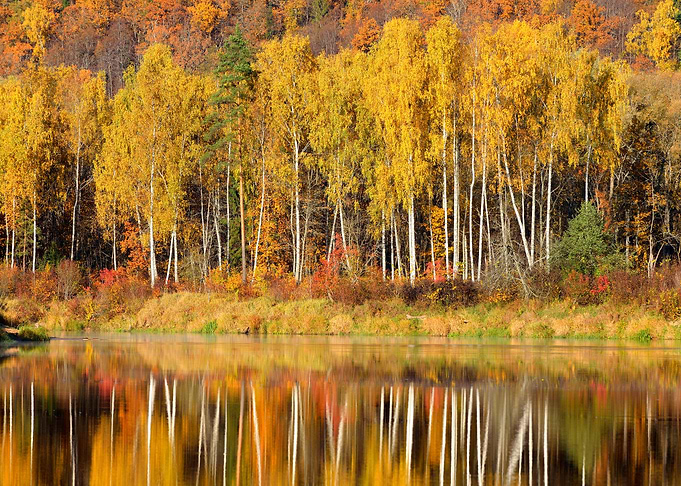 Autumn River Gauja In Sigu