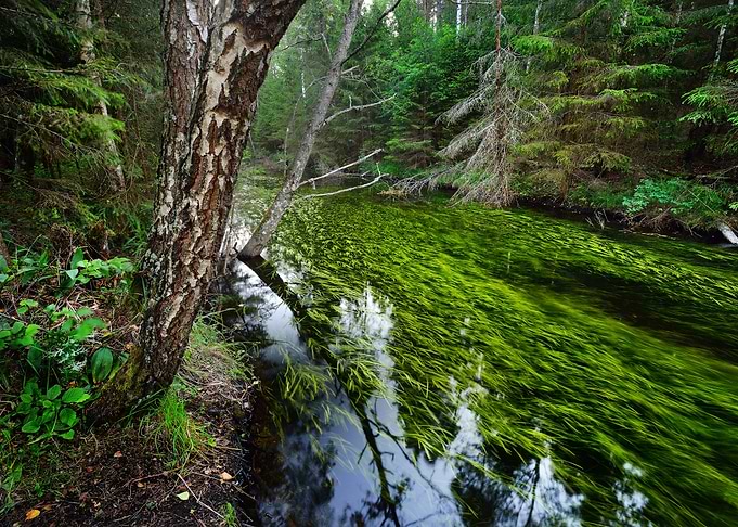 Forest Spring At The Begin