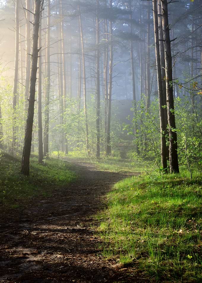 Fog In The Forest