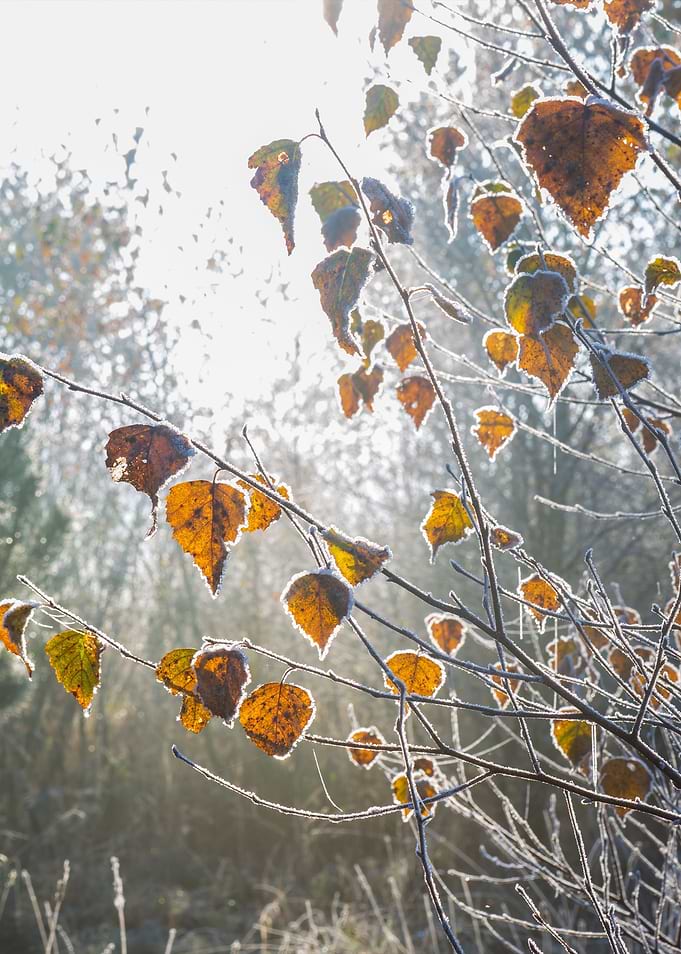 Frozen Branches