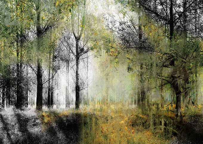 Woodland at Dawn