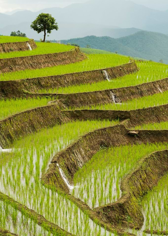Chiang Mai Rice Field Land