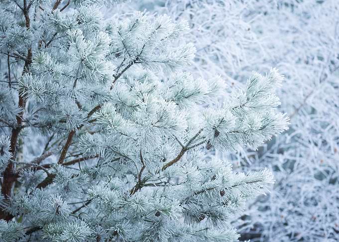 Frosted Tree Branches
