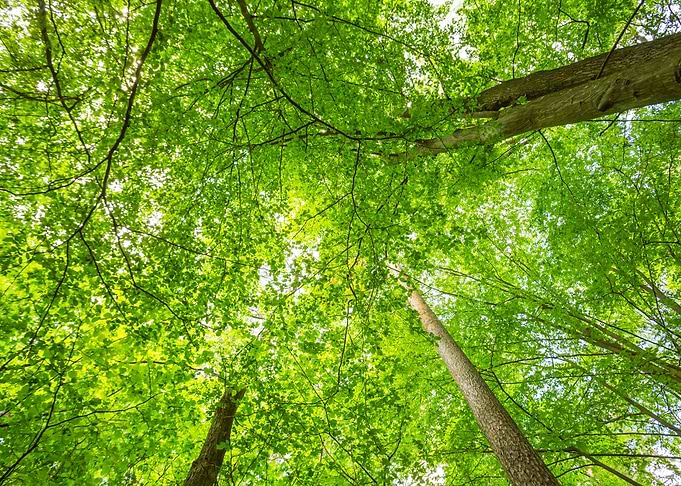 Green Forest