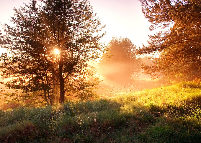 Sunrise In Foggy Forest