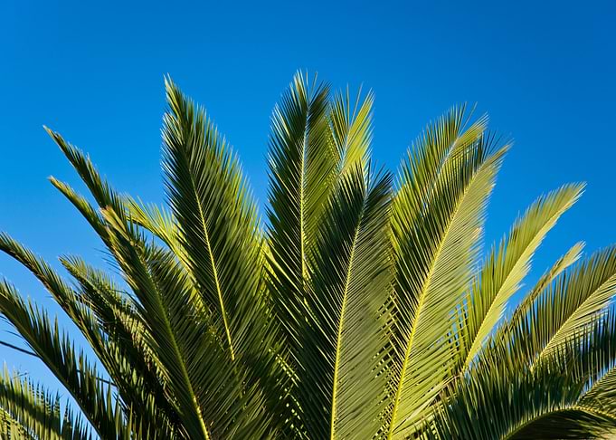 Madeira