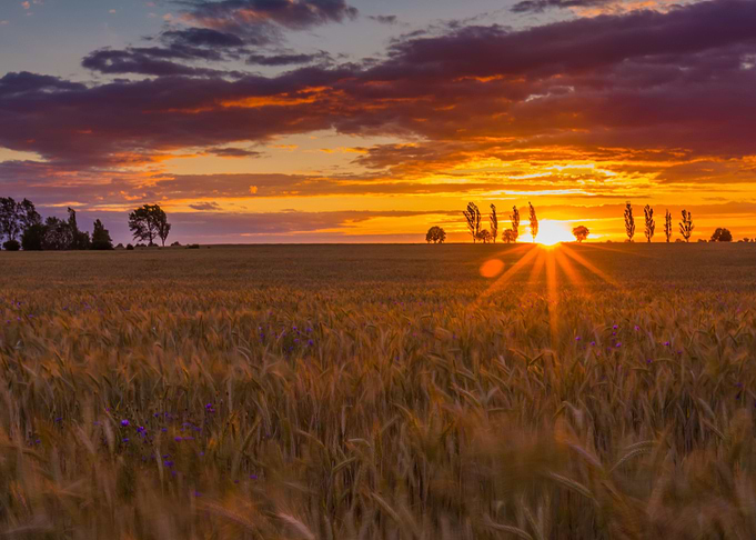 Sunset Over Cereal Field W