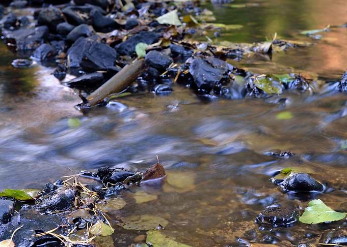 Forest River Scene