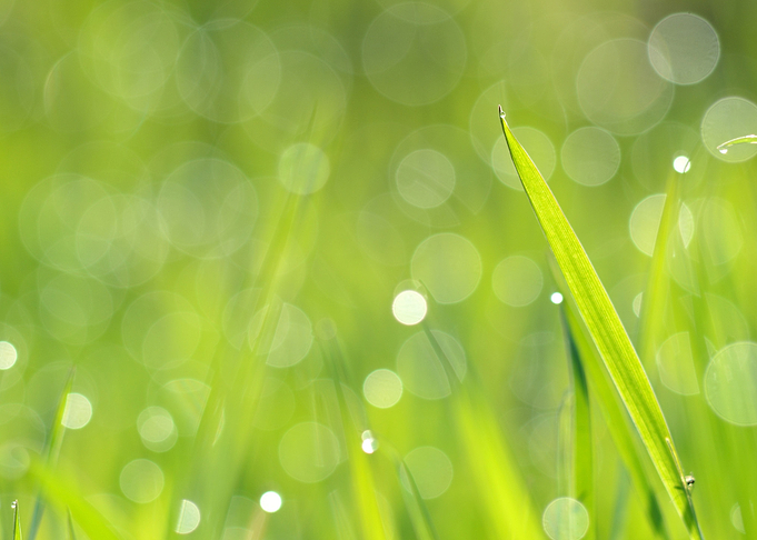 Fresh Green Grass With Wat