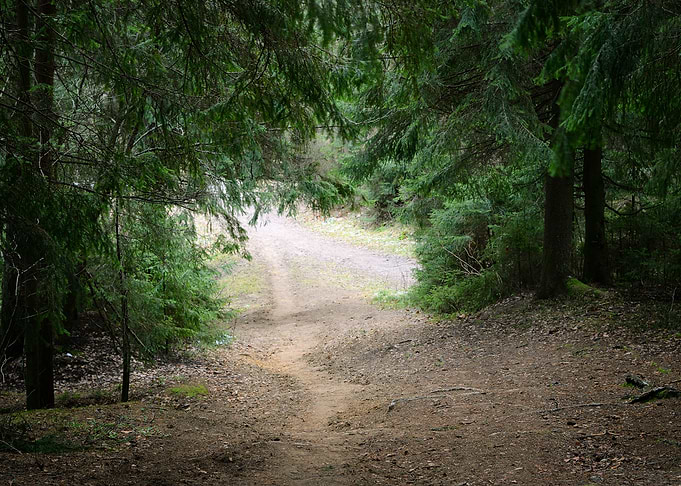 Dark Pine Forest Scene