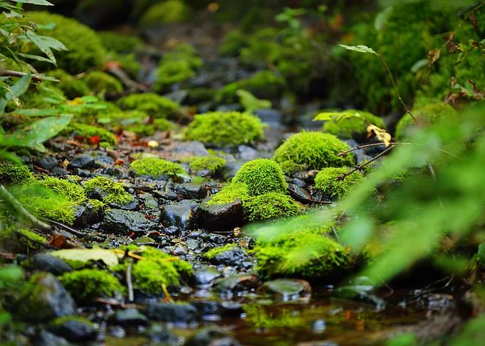 Small Forest River A Sprin